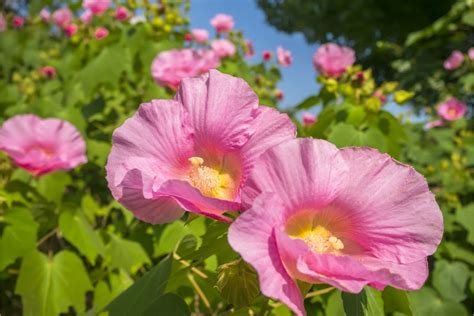 芙蓉種植方法|芙蓉（フヨウ）の育て方｜美しい花を咲かせる栽培の 